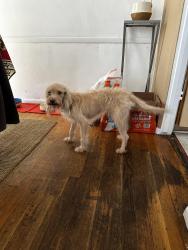 Found/Stray Male Dog last seen Burbank Witsett, Los Angeles, CA 91607