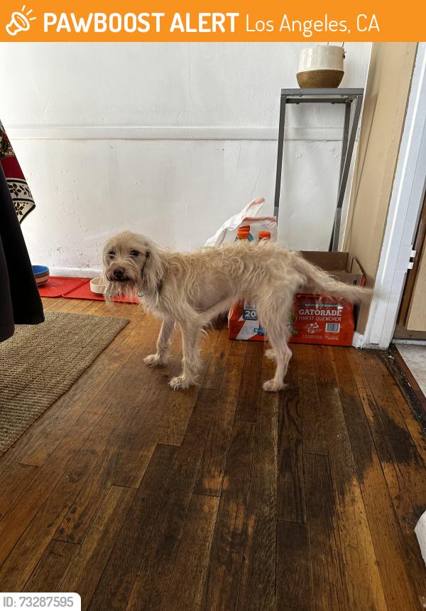 Found/Stray Male Dog last seen Burbank Witsett, Los Angeles, CA 91607