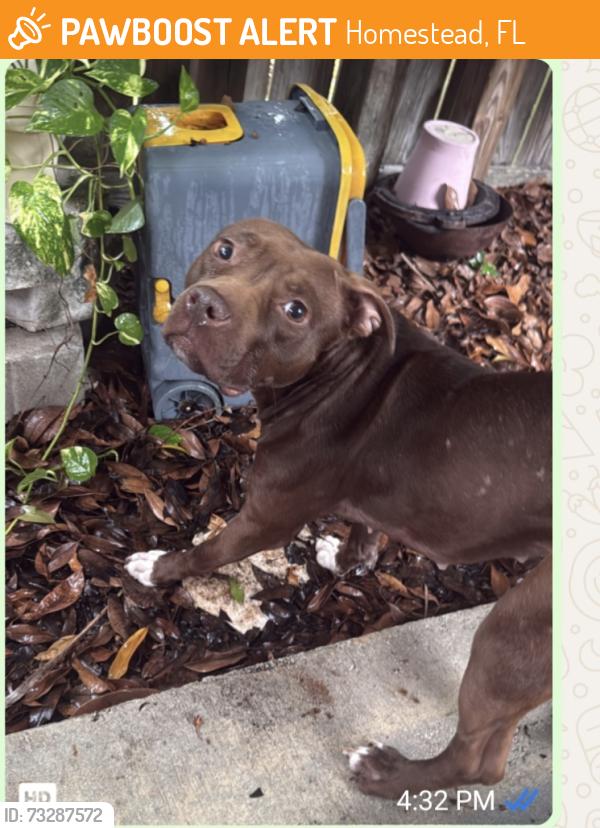 Found/Stray Female Dog last seen Sandpiper Blvd, Homestead, FL 33035
