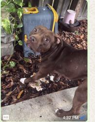 Found/Stray Female Dog last seen Sandpiper Blvd, Homestead, FL 33035