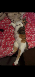 Reunited Female Cat last seen Near penny lane sterling VA 20164, Sterling, VA 20164