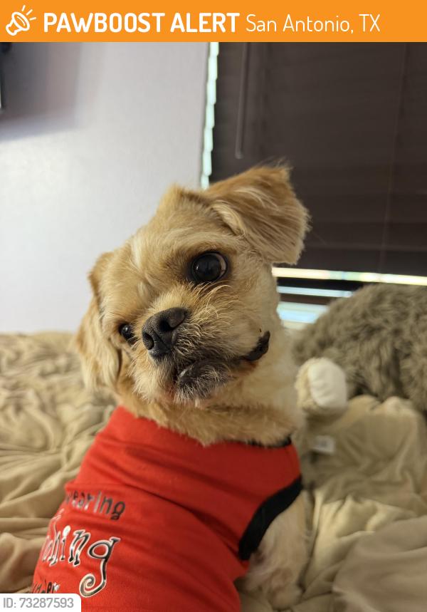 Found/Stray Male Dog last seen Culebra Commons, Terra Oak, San Antonio, TX 78250