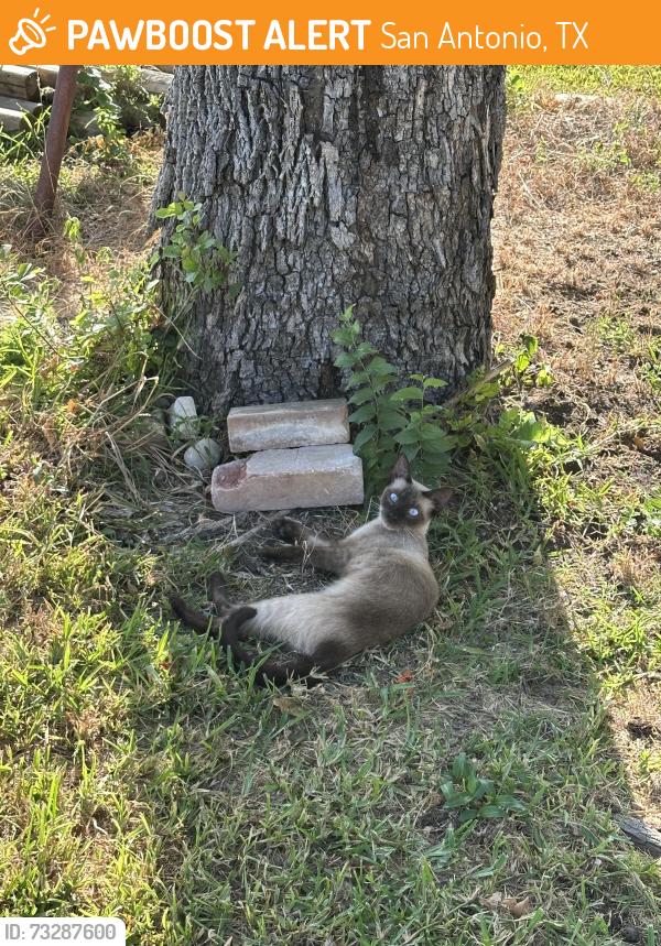 Found/Stray Unknown Cat last seen briarwick neighborhood, San Antonio, TX 78247