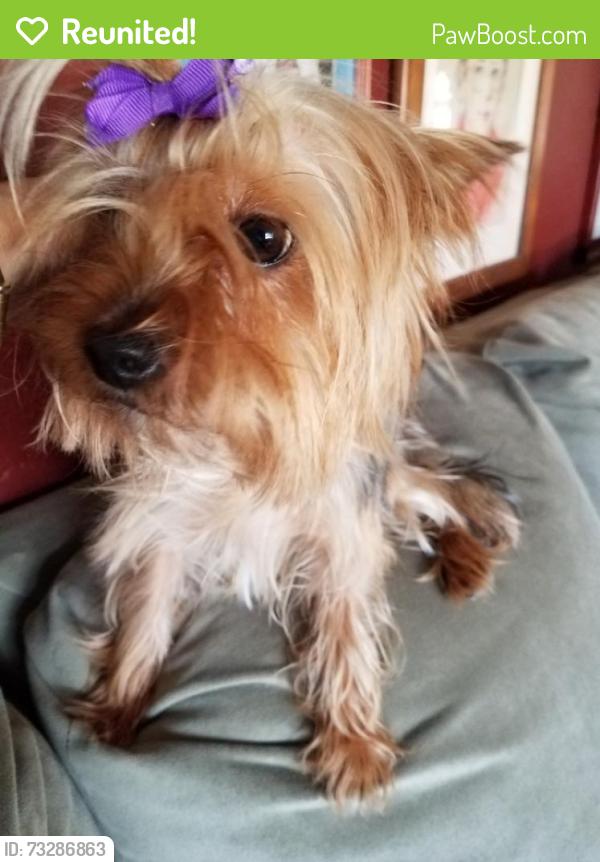 Reunited Female Dog last seen Fairway ests, off of Beville Road, Daytona Beach, FL 32114