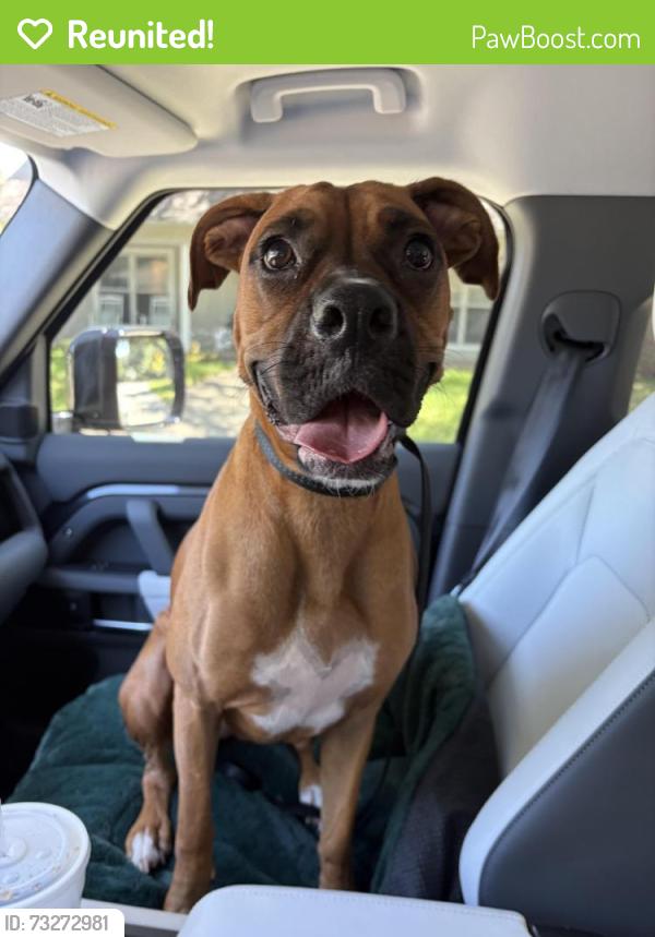 Reunited Female Dog last seen Abrams/Hunters Creek, Dallas, TX 75243