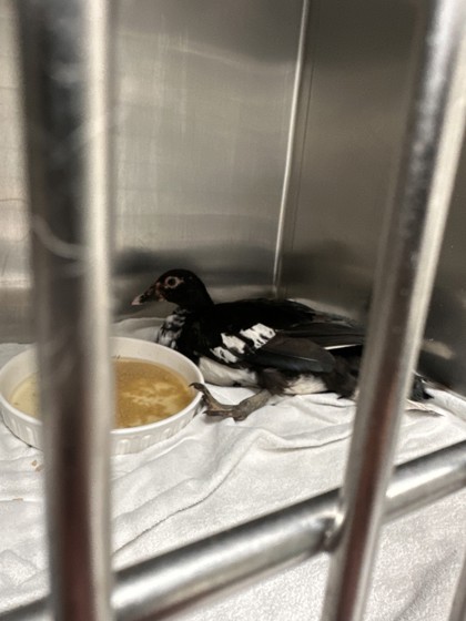 Shelter Stray Female Duck last seen 64th Ave, Oakland,, 1101 29th Ave, Oakland, CA 94601, USA