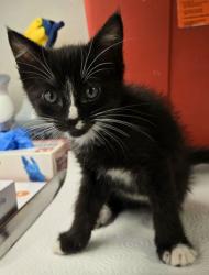 Shelter Stray Male Cat last seen E Tulare Ave & N Locan Ave, Fresno Zone Fresno CO 4 93737, CA, 1510 W Dan Ronquillo Dr, Fresno, CA 93706, USA