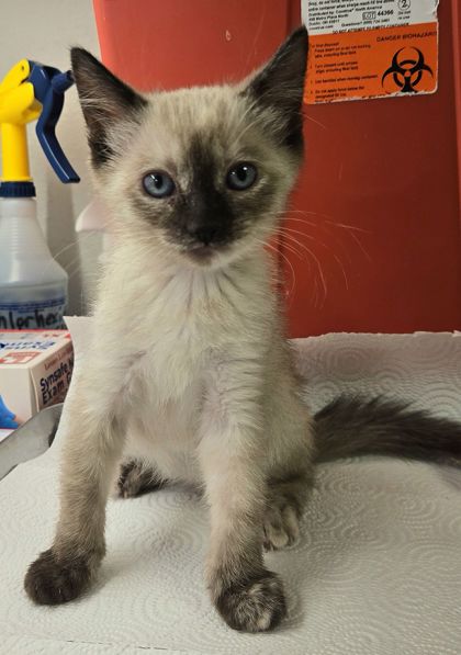 Shelter Stray Female Cat last seen E Tulare Ave & N Locan Ave, Fresno Zone Fresno CO 4 93737, CA, 1510 W Dan Ronquillo Dr, Fresno, CA 93706, USA