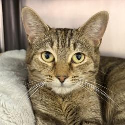 Shelter Stray Female Cat last seen petco, North Myrtle Beach, SC, 409 Bay St, North Myrtle Beach, SC 29582, USA