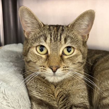 Shelter Stray Female Cat last seen petco, North Myrtle Beach, SC, 409 Bay St, North Myrtle Beach, SC 29582, USA