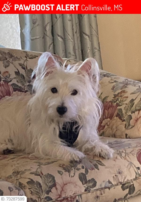 Lost Male Dog last seen Intersection of Collinsville Martin Road and Julius Tucker Memorial Drive in Collinsville, Mississippi, Collinsville, MS 39325