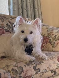 Lost Male Dog last seen Intersection of Collinsville Martin Road and Julius Tucker Memorial Drive in Collinsville, Mississippi, Collinsville, MS 39325