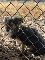 Reunited Unknown Dog last seen Whipple Road, Union City, CA 94555