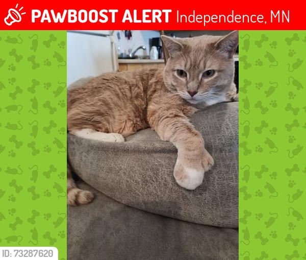 Lost Male Cat last seen Lake Sarah boat launch, Independence, MN 55359