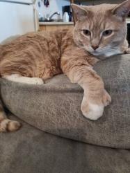 Lost Male Cat last seen Lake Sarah boat launch, Independence, MN 55359