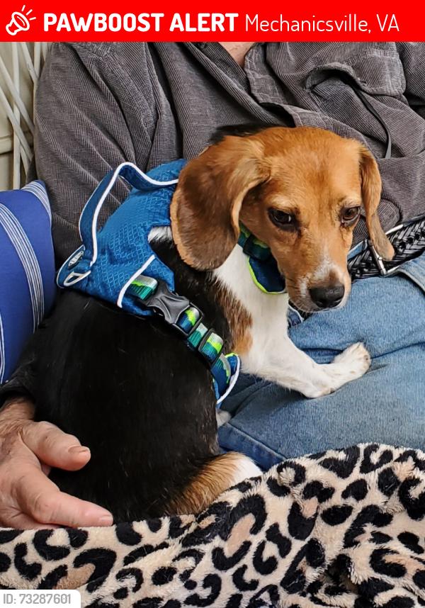 Lost Male Dog last seen Studley Rd and Avondale Dr Mech., Va, Mechanicsville, VA 23116