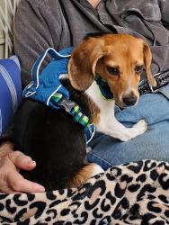 Lost Male Dog last seen Studley Rd and Avondale Dr Mech., Va, Mechanicsville, VA 23116