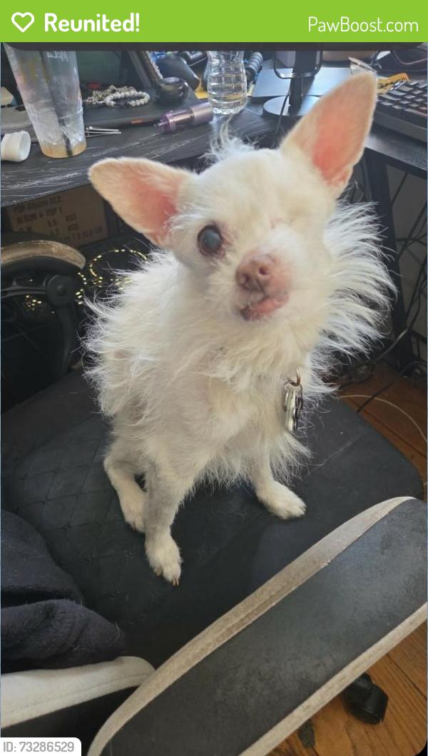 Reunited Male Dog last seen Waverly and Palisade, Jersey City, NJ 07306