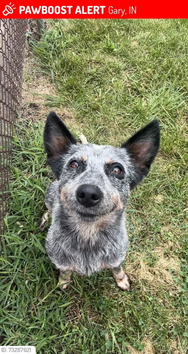 Lost Female Dog last seen 13th street or 12th street, Gary, IN 46404