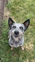 Lost Female Dog last seen 13th street or 12th street, Gary, IN 46404