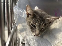 Shelter Stray Female Cat last seen Near S Rosemont Road, VIRGINIA BEACH, VA, 23452, 341 S Birdneck Rd, Virginia Beach, VA 23451, USA