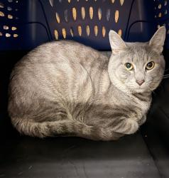 Shelter Stray Male Cat last seen San Diego, CA, 92154, 5500 Gaines St, San Diego, CA 92110, USA