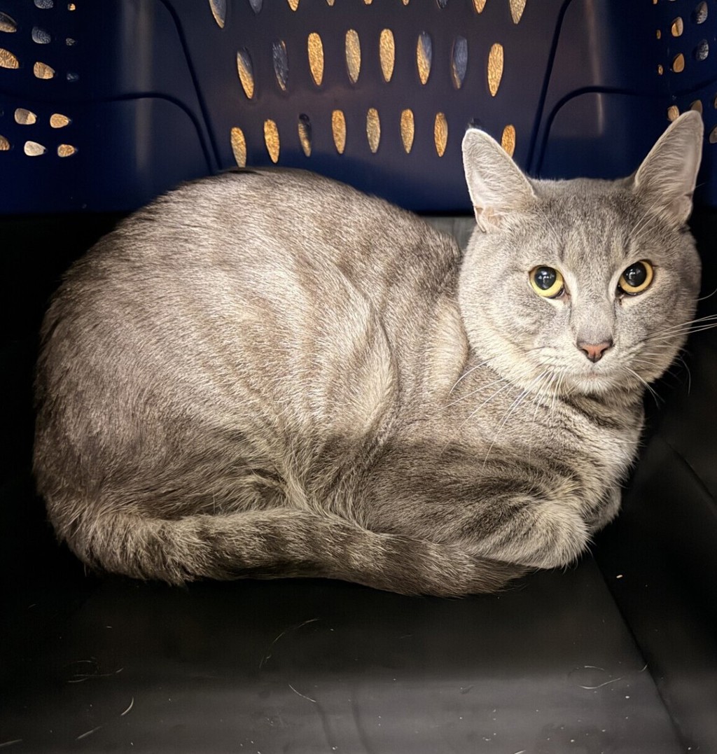 Shelter Stray Male Cat last seen San Diego, CA, 92154, 5500 Gaines St, San Diego, CA 92110, USA
