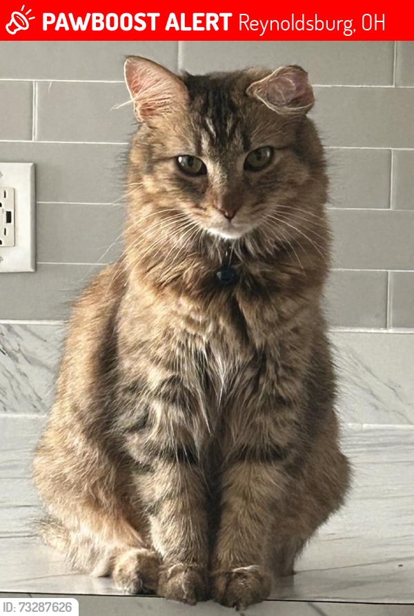 Lost Female Cat last seen The ests at Brentwood Lake apmt complex, Reynoldsburg, OH 43068