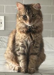 Lost Female Cat last seen The ests at Brentwood Lake apmt complex, Reynoldsburg, OH 43068