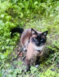 Lost Male Cat last seen S 56th & s orchard st Tacoma wa, Tacoma, WA 98467