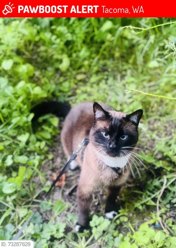Lost Male Cat last seen S 56th & s orchard st Tacoma wa, Tacoma, WA 98467