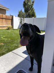Found/Stray Male Dog last seen LDS Church, Idaho Falls, ID 83402