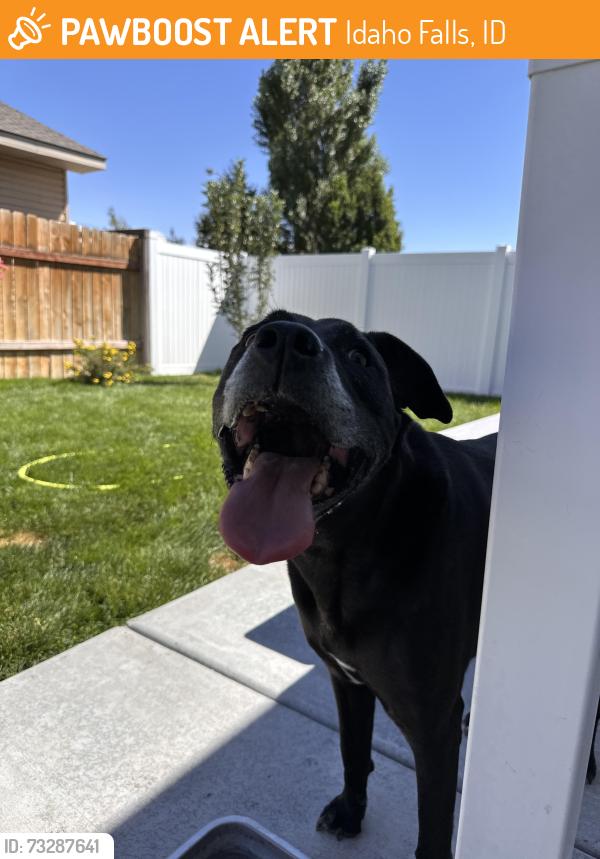 Found/Stray Male Dog last seen LDS Church, Idaho Falls, ID 83402