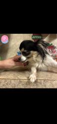 Lost Female Dog last seen Seibenmorgan and collier, Conway, AR 72032