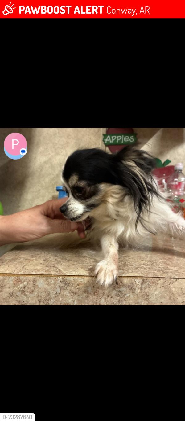 Lost Female Dog last seen Seibenmorgan and collier, Conway, AR 72032