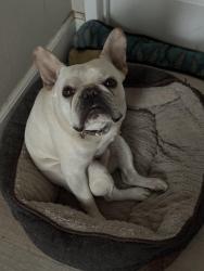 Reunited Male Dog last seen Lehrer Dr and Limerick Ave, San Diego, CA 92117