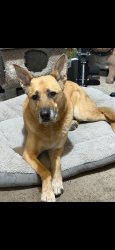 Lost Male Dog last seen Sheldon St and Ilex, Los Angeles, CA 91352