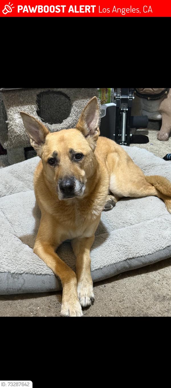 Lost Male Dog last seen Sheldon St and Ilex, Los Angeles, CA 91352