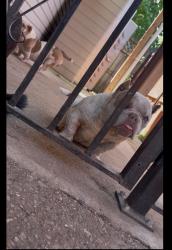 Reunited Female Dog last seen 45th and Leclaire ave, Chicago, IL 60638