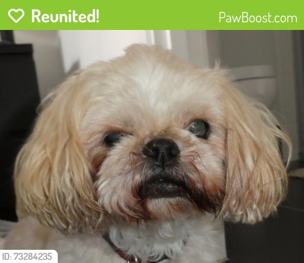 Reunited Female Dog last seen Dorado Street , Gossan Street, Yarrabilba, QLD 4207