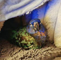 Lost Female Bird last seen Whispering Pines Drive, Waterford, NJ 08004