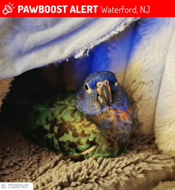 Lost Female Bird last seen Whispering Pines Drive, Waterford, NJ 08004