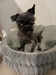 Found/Stray Female Dog last seen Plantation rd and NW 72nd Terrace, Plantation, FL 33317