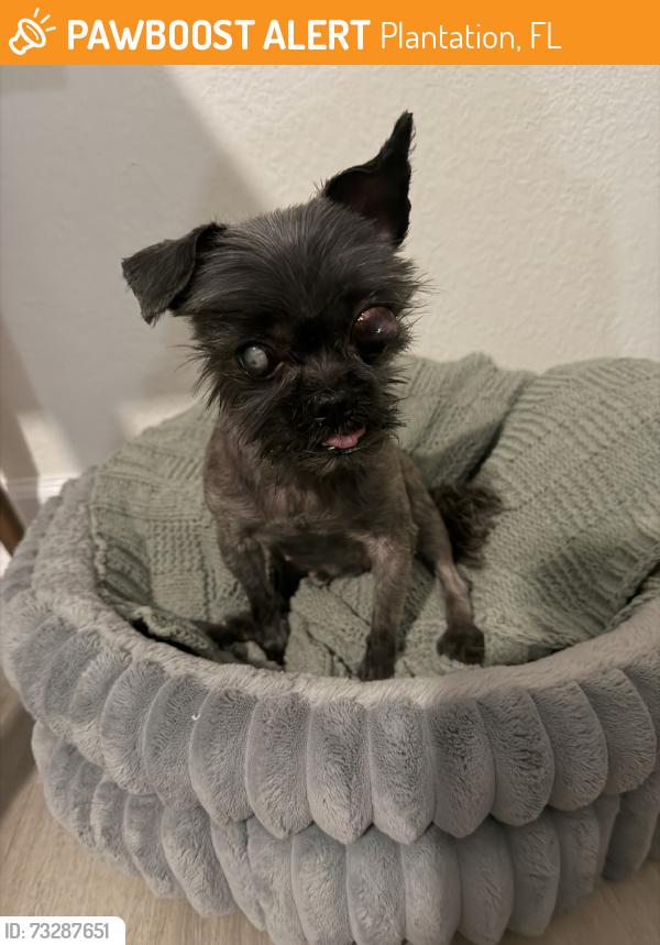 Found/Stray Female Dog last seen Plantation rd and NW 72nd Terrace, Plantation, FL 33317