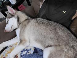 Lost Female Dog last seen E. Coe dr., Midwest City, OK 73110