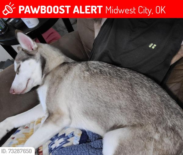 Lost Female Dog last seen E. Coe dr., Midwest City, OK 73110