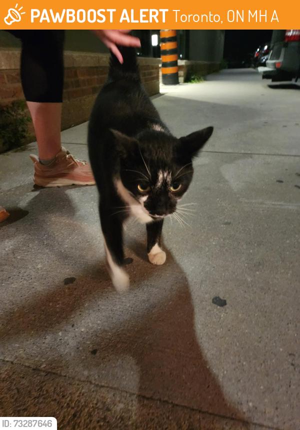 Found/Stray Unknown Cat last seen Galleria Shopping Centre, Toronto, ON M6H 2A3