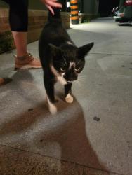 Found/Stray Unknown Cat last seen Galleria Shopping Centre, Toronto, ON M6H 2A3