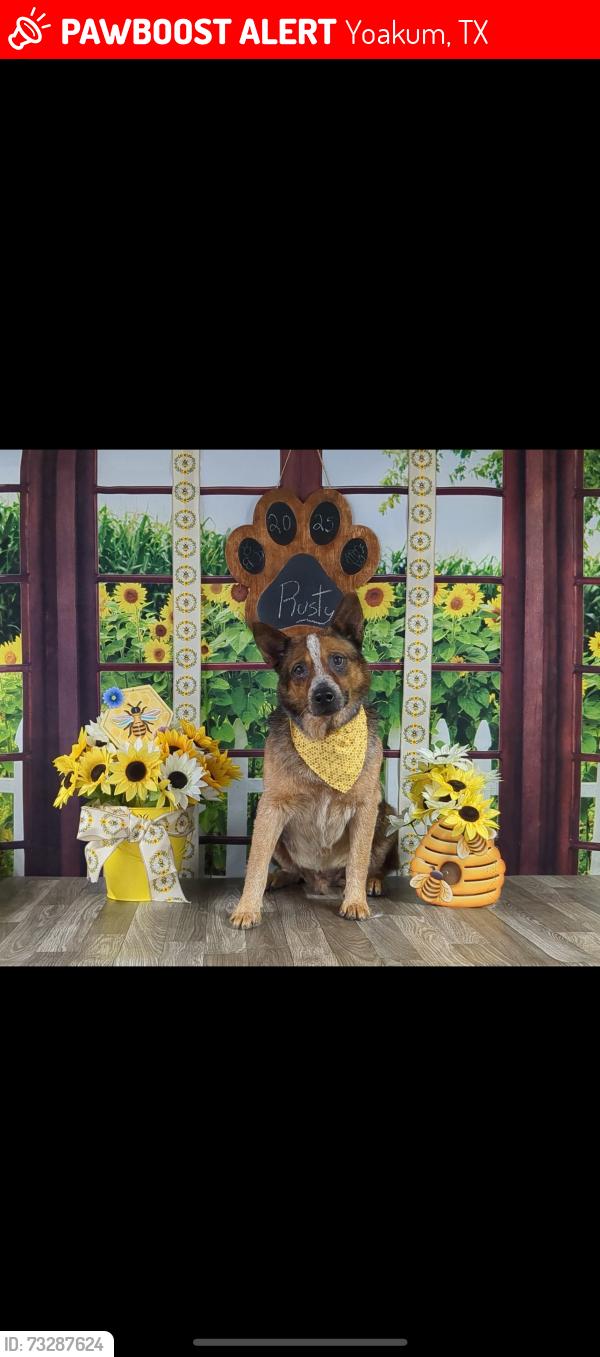 Lost Male Dog last seen Davidson & Martin, Yoakum, TX 77995