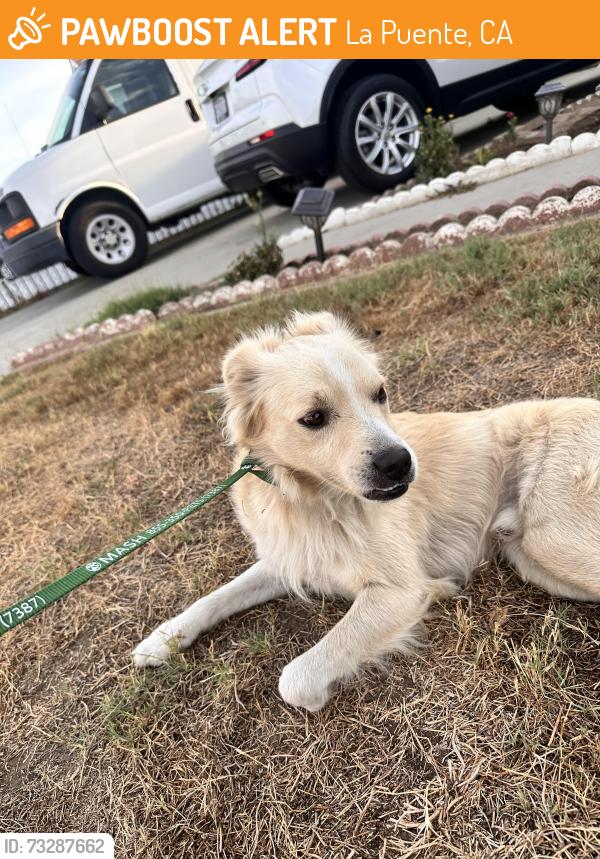 Found/Stray Male Dog last seen Meadowside st and Echelon Ave, La Puente, CA 91744